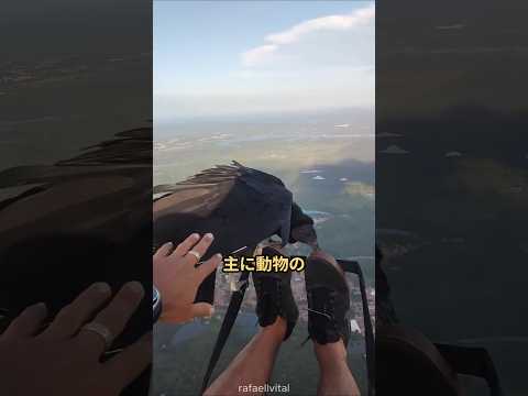 パラグライダーにワシが乗った！