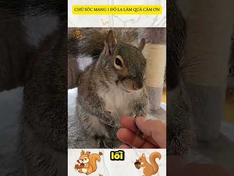 CHÚ SÓC MANG TỜ 1 ĐÔ LÀM QUÀ CẢM ƠN #squirrel #squirrelstory #savesquirrel #rescuesquirrel