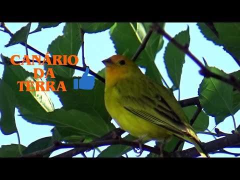 Este canário da terra é muito bonito que tem um lindo canto 144