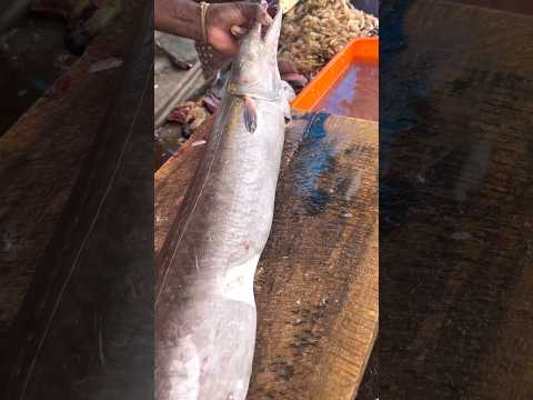 ഇവന്റെ പേര് എന്താണ് സത്യത്തിൽ | Monster fish eel | #monsterfish #fishcutting #fish #viral #fishing