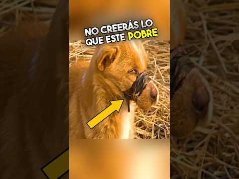 ¿Quién Podría Hacerle Esto Al Pobre Perrito? 🥺😱