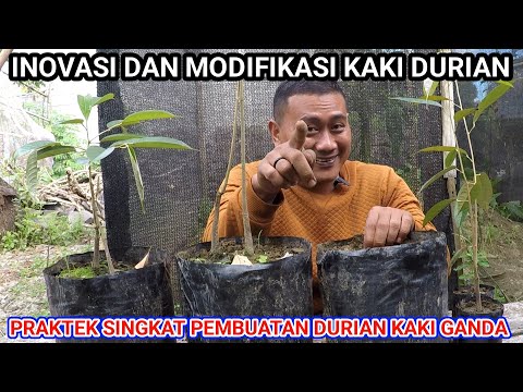 Cara Membuat Kaki Ganda Pada Durian