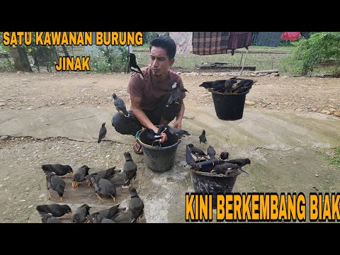 DILUAR DUGAAN_SEMUA BURUNG JINAK DAN BERKEMBANG BIAK