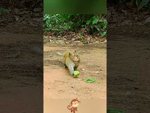 Interesting monkey #funny #funnyvideos #foryou #fyp #pet #funnytiktok #monkey