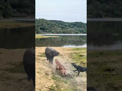 Wild boars and two dogs have great battle power competition. Wild animals are zero distance