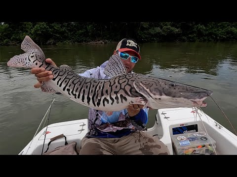 Surubi atigrado - un sueño de pescador. Pesca en Ita ibate.