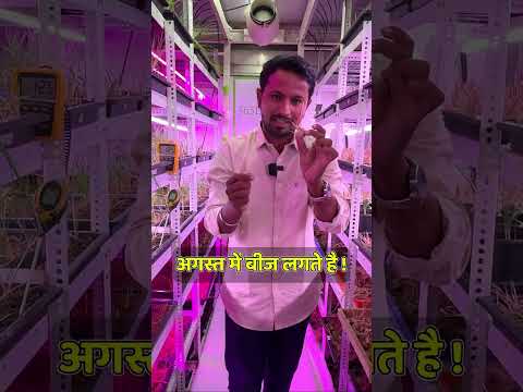 8x40 के कंटेनर में होती है Kesar 🤩 की खेती || Saffron Farming || Indian Farmer Hindi || #shorts