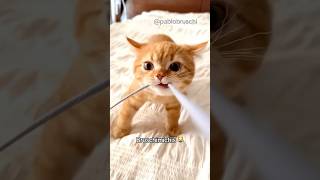 BRUSCHIMICHIS 383 😹