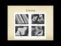 Fiber Structure and Identification