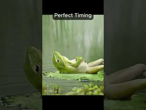 Perfect Timing (Animal Edition pt.2) #perfect #fun