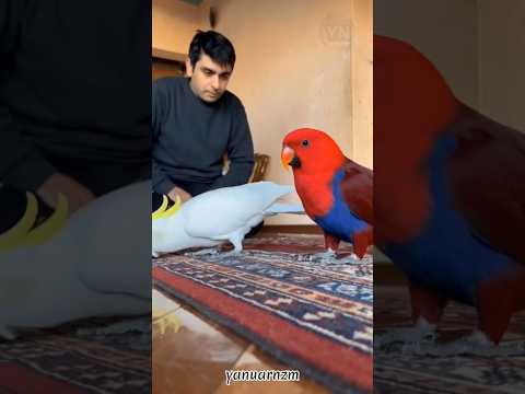 Burung Pintar Yang Mengejutkan