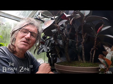 Working on My Rubber Trees, The Bonsai Zone, July 2025