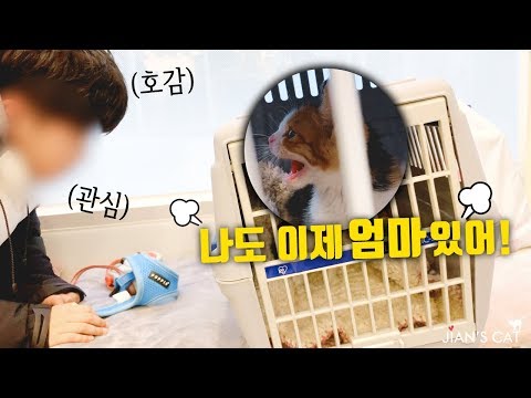 엄마가 생긴 아기 길고양이는 이제 누굴 만나도 당당할 수 있어요!