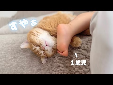 赤ちゃんと添い寝中に顔面キックを喰らった猫がこうなりました…