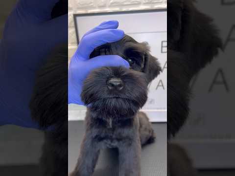Black Schnauzer Teddy Bear Style #schnauzer #dogs #doggroomingtips