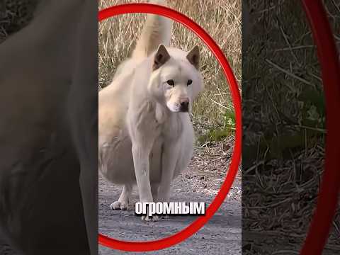Собака Со Странным Животом Пугала Прохожих, Пока... 😳 #милыеживотные #животные