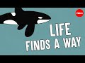 Antarctic Marine Life Adaptations