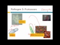 Microbiology and Disease Concepts