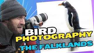Bird Photography on The Falkland Islands