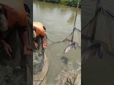 Amazing black carp fish 🐠 With a little care, fish will grow big. #fish #shorts #animals