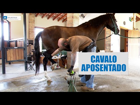 Casqueando cavalo aposentado numa ferradoria nota 10