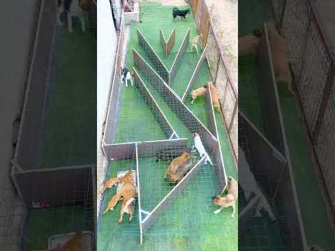 The dogs are having a meal.#puppy #cute #pets #animals #funny #dog