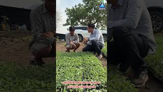 รู้ก่อนรอดก่อน ป้องกันโรคเน่าคอดินในแตงโมยังไงให้ได้ผล