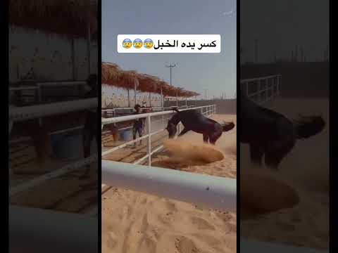 حصان كاد ان يسبب لنفسه إصابة??