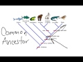 Exploring Cladograms and Evolutionary Relationships