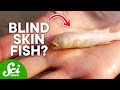 Cave Fish Adaptations and Evolution