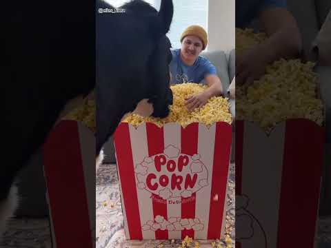 man cows ate all the popcorn #shortsvideo
