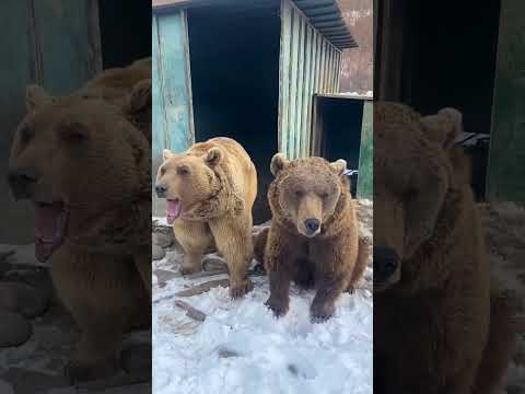 The bear roars 🐻 🔊