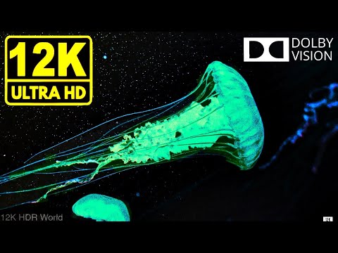 Water World 12K HDR 60fps * Dolby Vision *