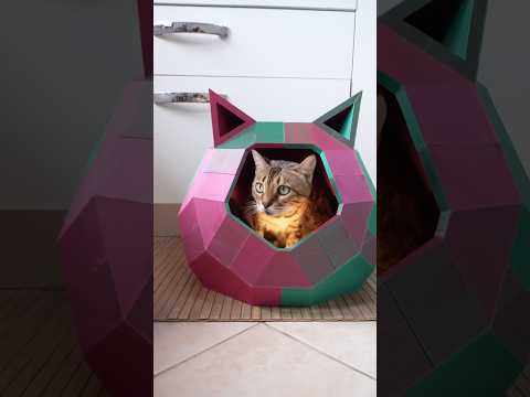 5 COSE ASSURDE e di LUSSO che hanno le mie GATTE😻💰😯 #gatto #gatti #cat #cats #petgadget