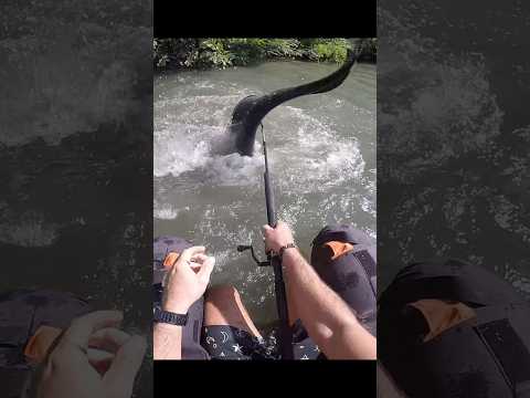 Catfish on the surface at the topwater 😲🎣 Silure surface         #fishing #catfish #hindishorts