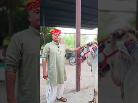 ऐसा क्यों बताया 😲 | Explorersathi #shorts #cow #viralvideo #shortvideo #explorersathi