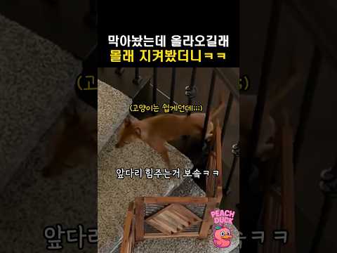 강아지가 자꾸 올라오길래 몰래 지켜봤더니ㅋ
