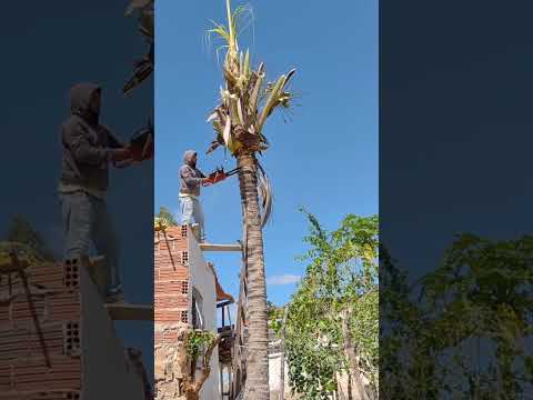 cortando pé de coco