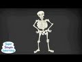 Skeleton Dance Movements and Anatomy