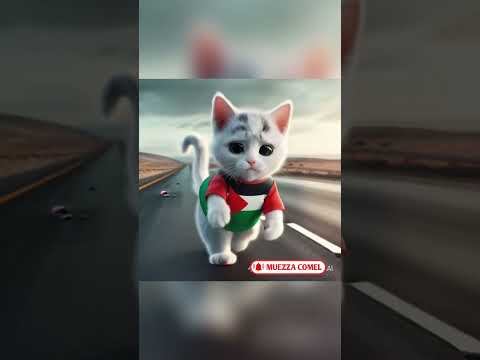 KUCING ISRIWIL DAN PALESTINA BERMAIN BOLA || #feedshorts #kitten #funny #cats #catvideos #comedy