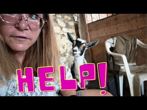 HELP! Our NEW Baby GOAT Is Struggling!