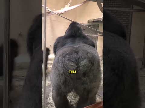 Funny gorilla with an attitude #animals #viral #funny