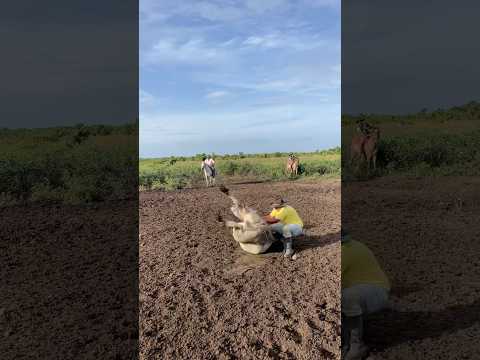 como sostener un toro para que no de levante