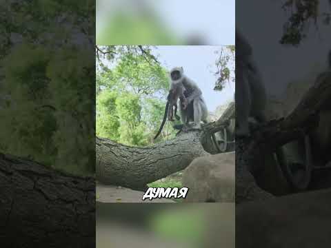 Настоящие чувства обезьян к роботу 😭❤️🐒