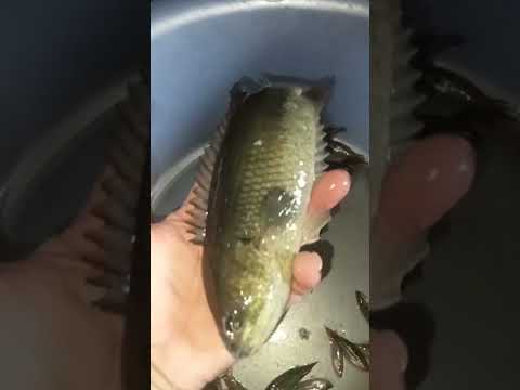 giớn chạy cá lạ không .cá trê 3kg giờ tới cá rô gần nửa ký luôn.