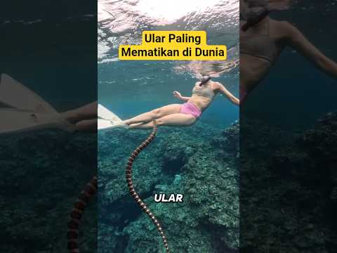 Jangan Di Ganggu Atau Nyawa Melayang #seasnakes #ular #reaction #fyp #viralshort #snorkeling #ocean