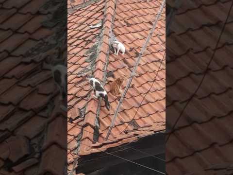 tuk tuk kiti dimana? #cat #kucinglucu #kucing