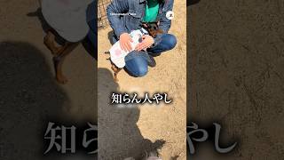 愛犬が知らん人に懐きすぎていた｜PECO