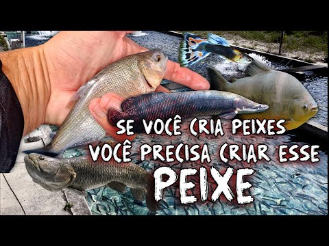 SE VOCÊ CRIA PEIXES VOCÊ PRECISA CRIAR ESSE PEIXE!