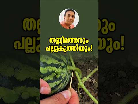 തണ്ണിമത്തൻ രഹസ്യം? The Watermelon Secret: You Won't BELIEVE Why Farmers Stick Toothpicks in Them!